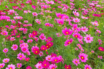 コスモスの花壇