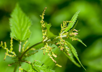 stinging nettle