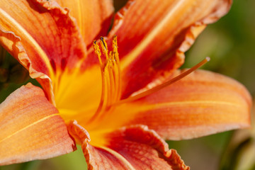 closeup of Daylily