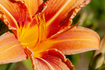 closeup of Daylily