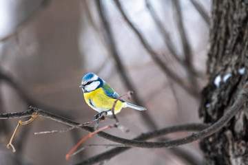 blue tit on branch