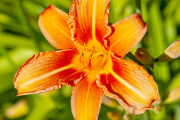 closeup of Daylily