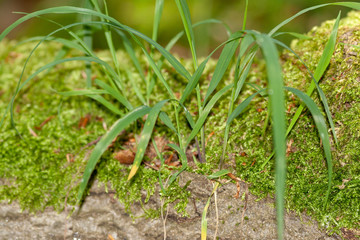 Grass and Moss