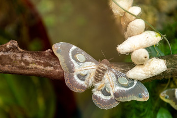 Butterfly with very bright colors on flowers and plants