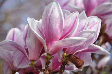 Fototapeta na wymiar Blooming pink magnolias. Spring nature wallpaper with blurry gradient backdrop. Toned image doesn’t in focus.