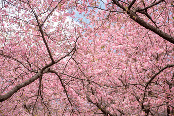 Beautiful Cherry Blossom in Matsuda , Japan