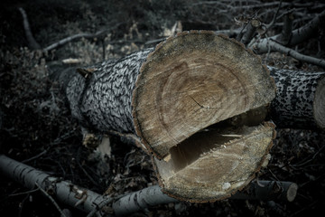 Fototapeta premium dark forest