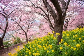Beautiful Cherry Blossom in Matsuda , Japan