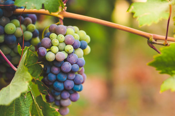 Close up multi-color wine grapes