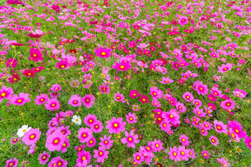 Fototapeta premium コスモスの花壇
