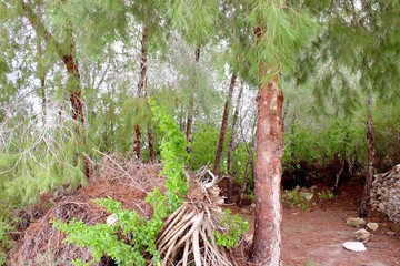 Tropical trees and shrubs of mountain Thailand