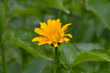 Heliopsis in the summer garden