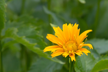 Heliopsis in the summer garden