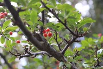 red bird on a branch