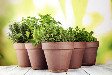 Homegrown and aromatic herbs in old clay pots