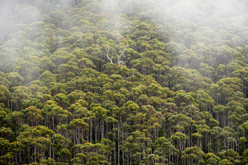 Dense Eucalyptus Rainforest in mist, Tasmania, Australia - obrazy, fototapety, plakaty
