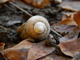 snail on stone