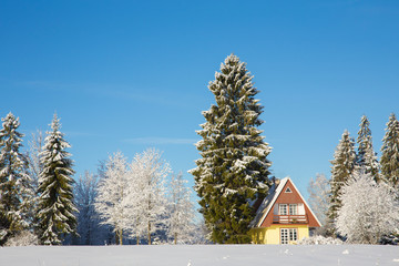 Huge tall tree towering over the house, danger to private building concept, how to remove dangerous tree what is close to house concept.