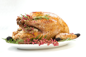 Thanksgiving Turkey on White