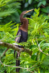 Anhinga, Anhinga anhinga, bird in Costa Rica, perched on a branch