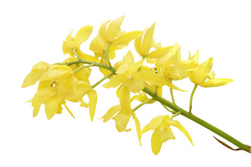 Fototapeta na wymiar Golden Yellow Cymbidium Orchid Flowers Isolated on White Background