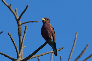 Broad-billed roller (Eurystomus glaucurus)