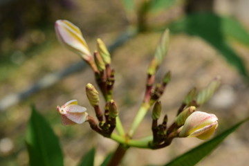flower blooming.Beautiful flowers in the garden Blooming in the summer.Landscaped Formal Garden.	