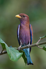 Broad-billed roller (Eurystomus glaucurus)