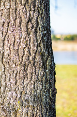 Fototapeta premium Tree trunk close-up