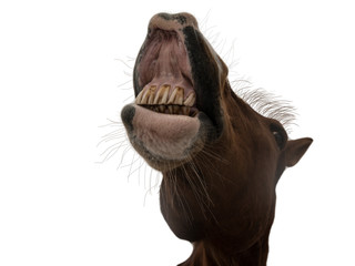 Funny horse muzzle laughing front view isolated on white