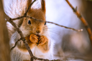 squirrel on tree © Елизавета Никитина