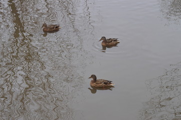 Ducks are waiting for spring in Moscow