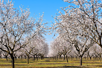plantation of almond trees plenty of white flowers in a spring day with a blue sky