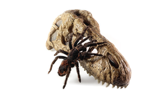 Spider Tarantula on skull on white background