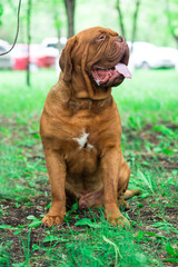 french mastiff