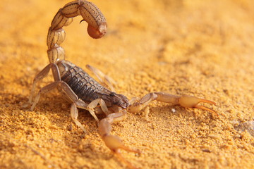 scorpion on yellow  