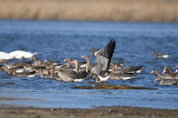 Greater White-fronted Goose (Anser albifrons) 