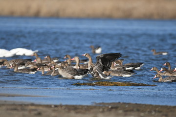 Greater White-fronted Goose (Anser albifrons) 