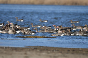 Greater White-fronted Goose (Anser albifrons) 