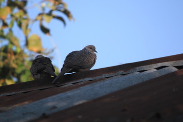 Obraz premium couples goal.