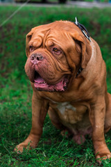 french mastiff