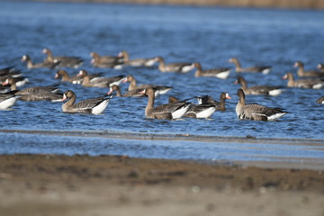 Greater White-fronted Goose (Anser albifrons) 