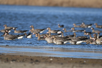 Greater White-fronted Goose (Anser albifrons) 