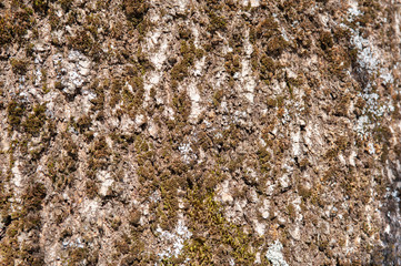 bark of tree as background with copy space