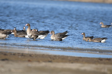 Greater White-fronted Goose (Anser albifrons) 