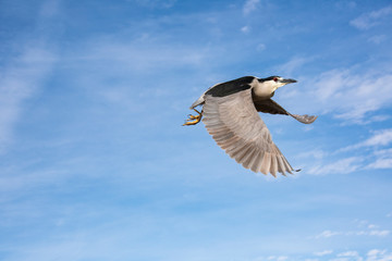 Black-Crowned Night Heron (nycticorax nycticorax) in Flight