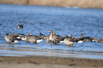 Greater White-fronted Goose (Anser albifrons) 