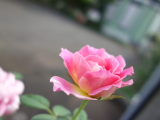 Fototapeta premium 花