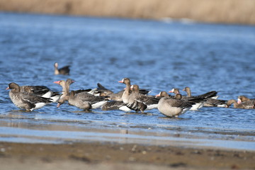 Greater White-fronted Goose (Anser albifrons) 