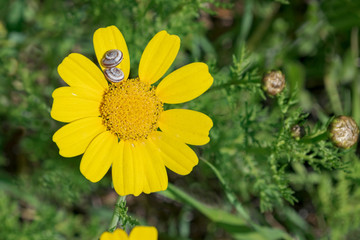a single yellow crown daisy with two snails on one petal with blurred foliage in the background